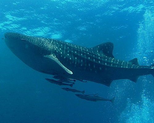 Snorkeling and diving in Cancun: a guide to explore the wonderful underwater world