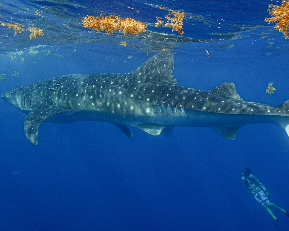 Tiburon ballena