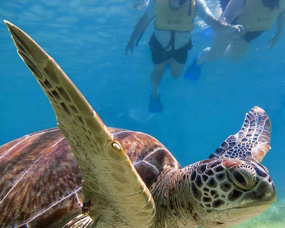snorkel2